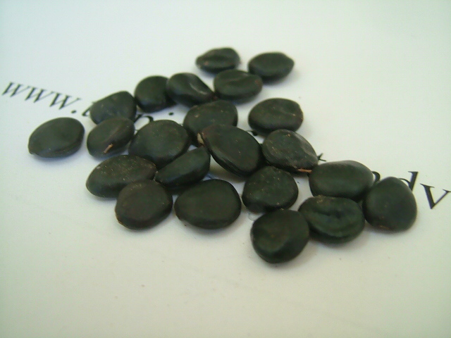 images/tamarindseed.jpg