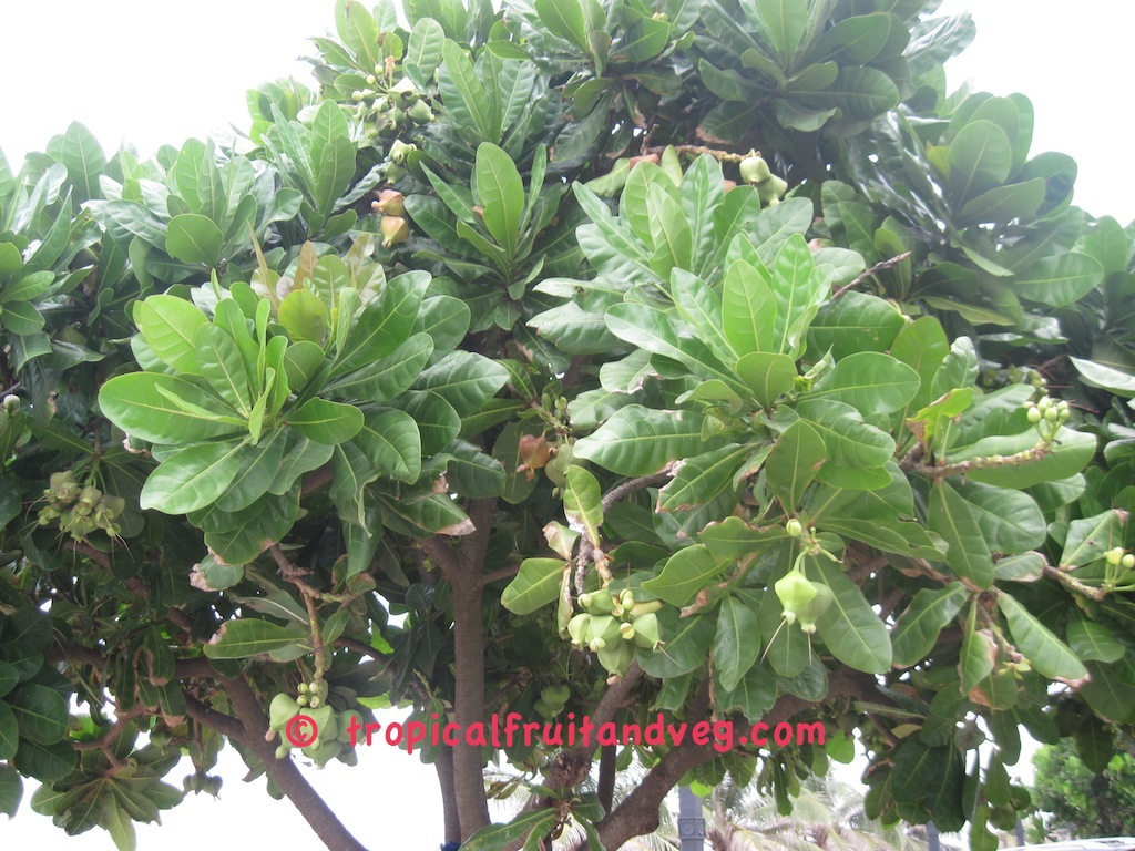 images/tropalmondsl.jpg