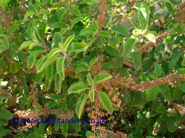 Tulsi image